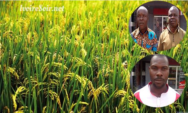 Le riz local ivoirien a des vertus thérapeutiques
